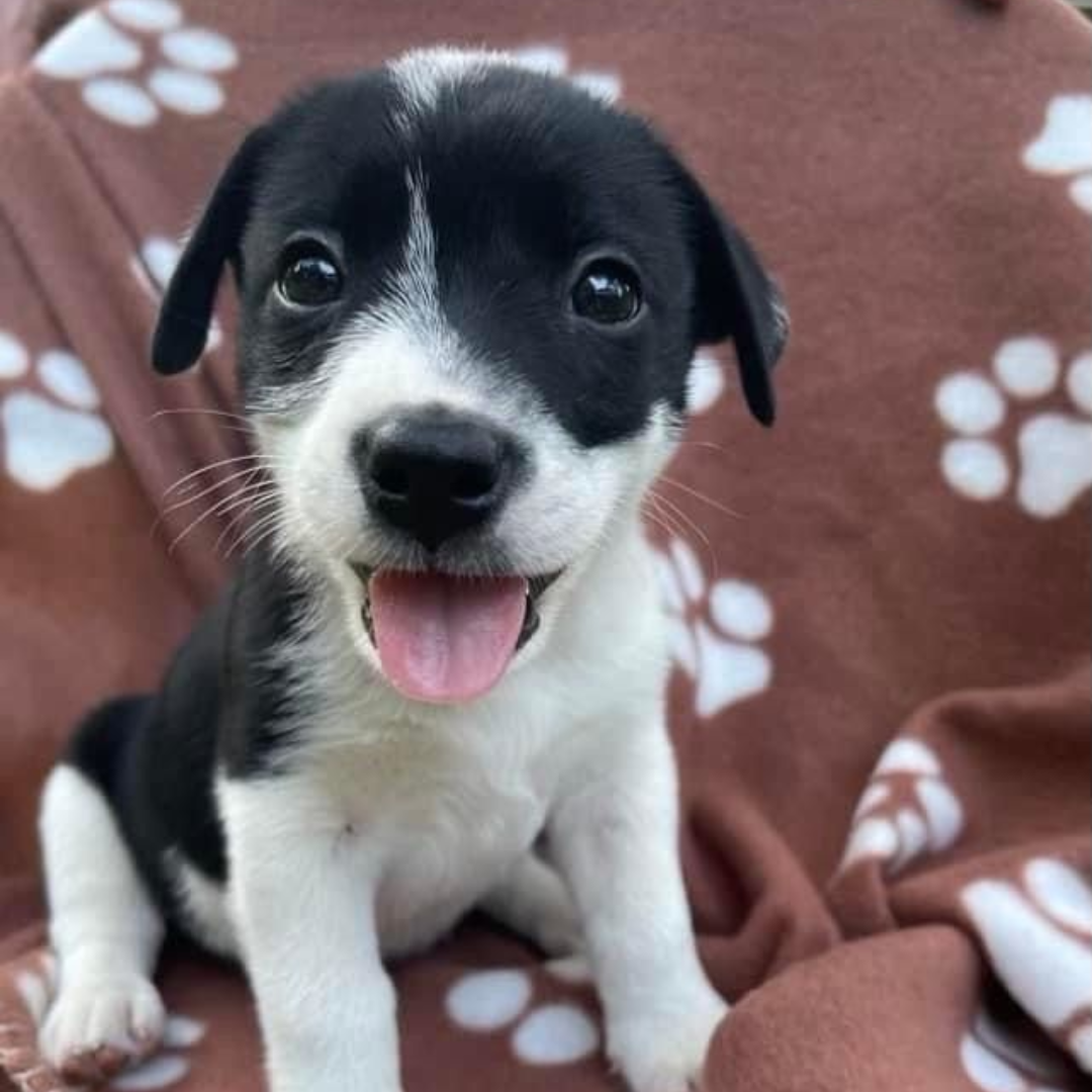 Adote um Cachorro