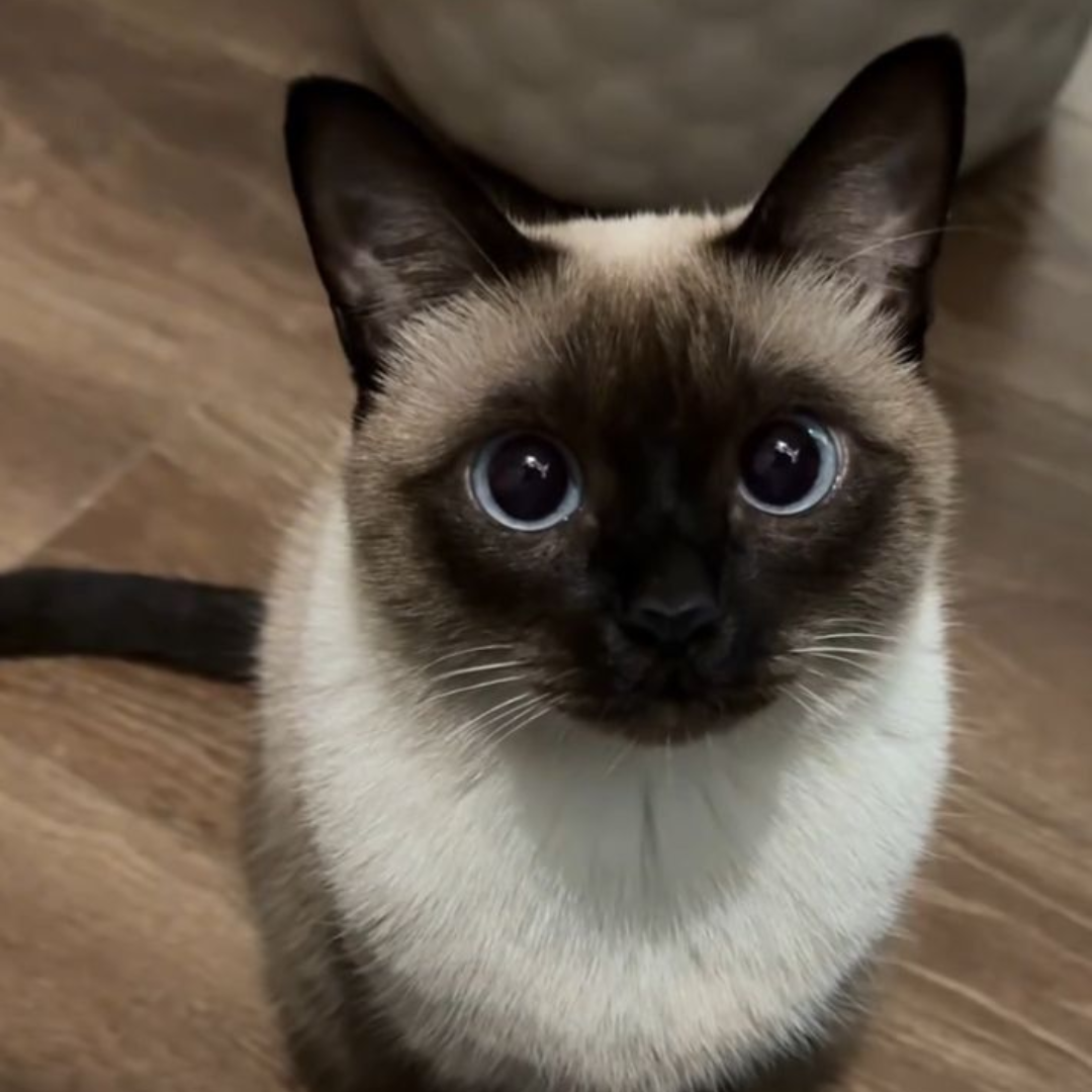 Adote um Gato