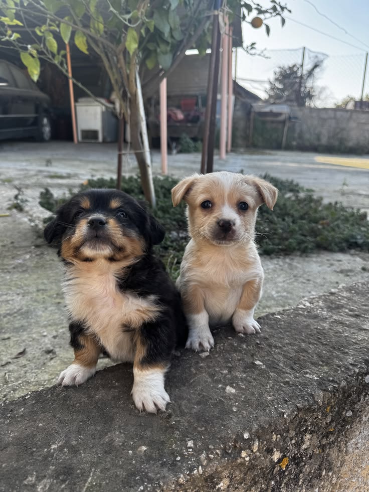 Adote um Cachorro